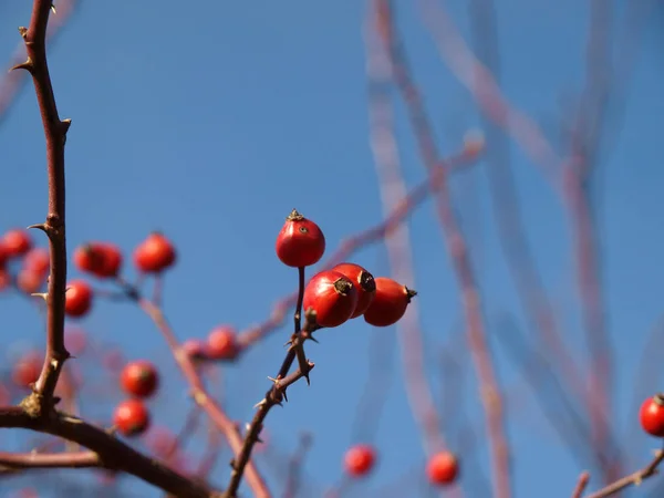 Ώριμα Hawthorn Φθινόπωρο — Φωτογραφία Αρχείου