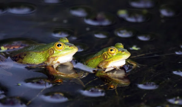 カエルとの交配シーズン — ストック写真