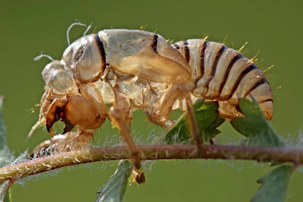 Exuvie Bergzikade Cicadetta Montana — Foto de Stock