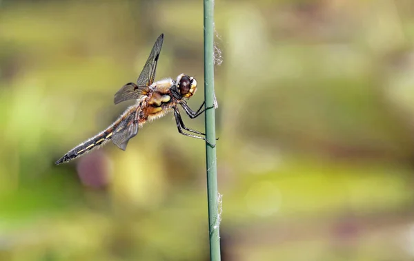 Detailní Makro Pohled Hmyz Vážky — Stock fotografie