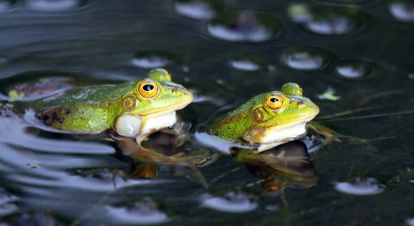 Kikker Vijver — Stockfoto