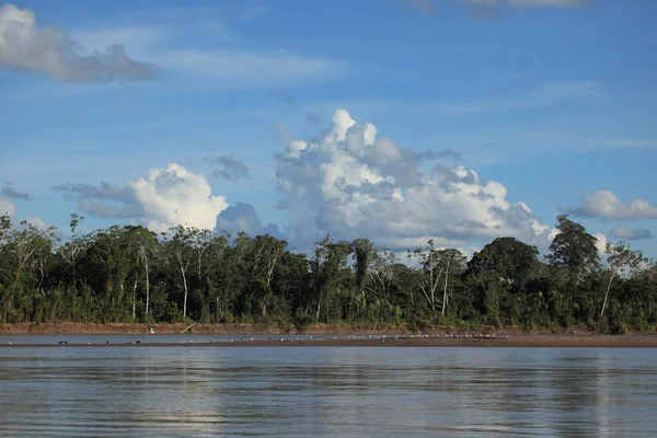 아마존 유역에서 — 스톡 사진