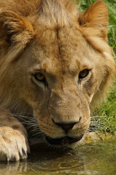 Roofdier Leeuwenkattenjager — Stockfoto