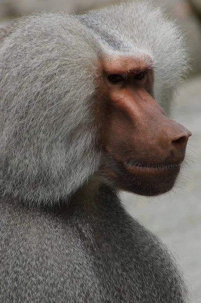 Encerramento Animais Jardim Zoológico — Fotografia de Stock