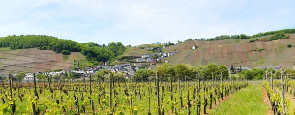 Grapes Growing Vineyard — Stock Photo, Image