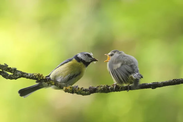 美しいタイマウスの鳥の風景 — ストック写真