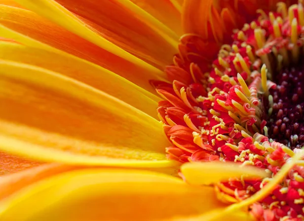 Blumen Flora Und Botanik — Stockfoto