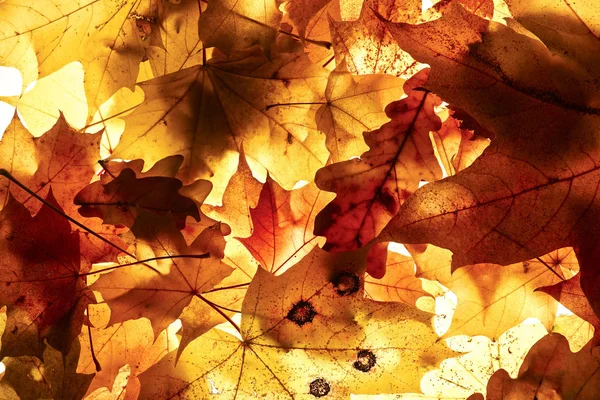 Autumn Background Fallen Leaves — Stock Photo, Image