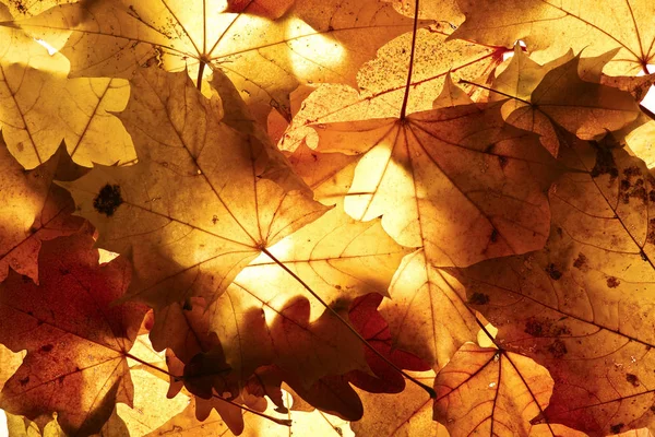 Herbst Hintergrund Aus Den Heruntergefallenen Blättern — Stockfoto