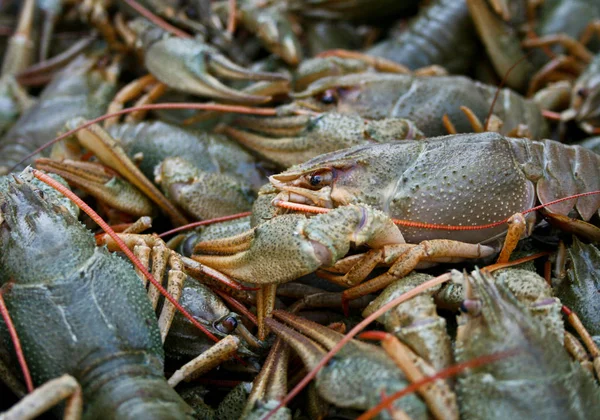 Levende Rivierkreeft Voor Het Koken — Stockfoto