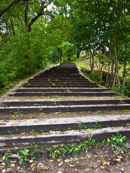 Graue Steinstufen Waldpark — Stockfoto