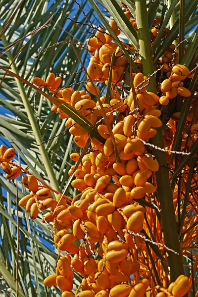 Wiele Świeżych Pomarańczowych Dat Dłoni Daty — Zdjęcie stockowe