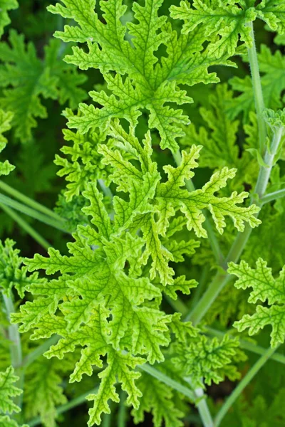 Grüne Pflanze Geranien Mit Gemusterten Blättern — Stockfoto