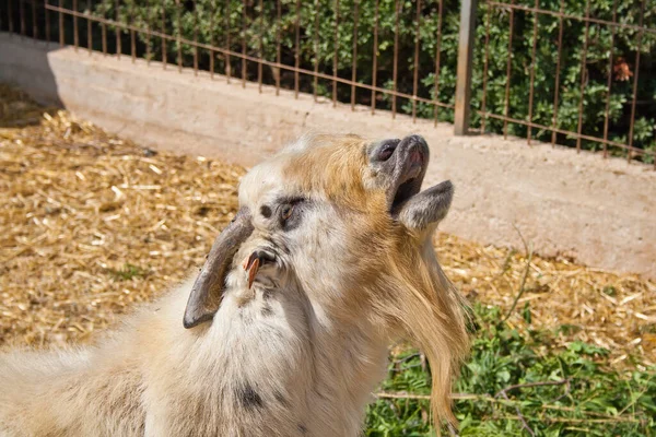 Single Light Cry Goat Small Pen — Stock Photo, Image