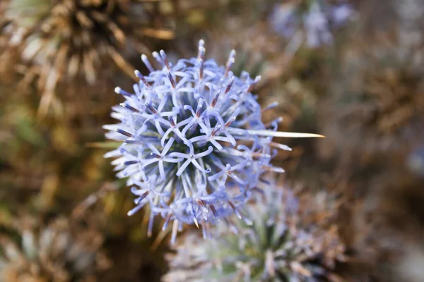 Ronde Exotische Bloem Met Doorn — Stockfoto