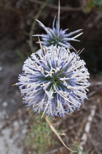 Runde Exotische Blume Mit Dorn — Stockfoto