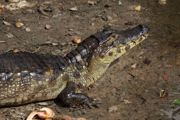 Krokodillen Het Wild Gevaarlijk Reptielenroofdier — Stockfoto