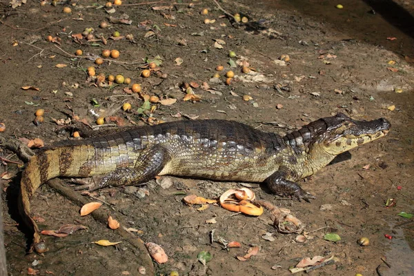 Coccodrilli Alligatori Fauna Selvatica Pericoloso Predatore Rettile — Foto Stock