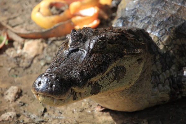 Alligator Krokodiler Vilda Djur Farliga Reptil Rovdjur — Stockfoto