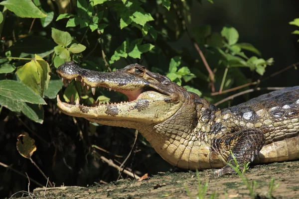 Alligator Crocodiles Wildlife Dangerous Reptile Predator — Stock Photo, Image