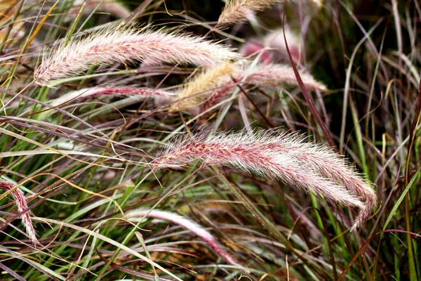 Krásný Botanický Záběr Přírodní Tapety — Stock fotografie