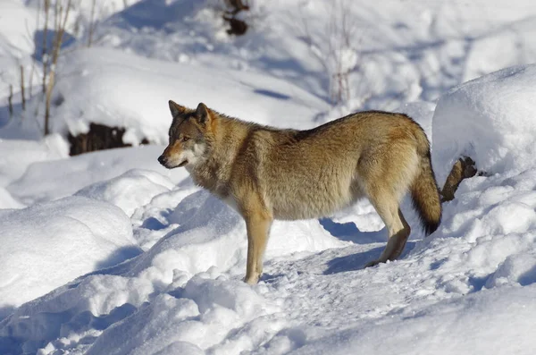 Zvířecí Park Arth Goldau Wolf — Stock fotografie