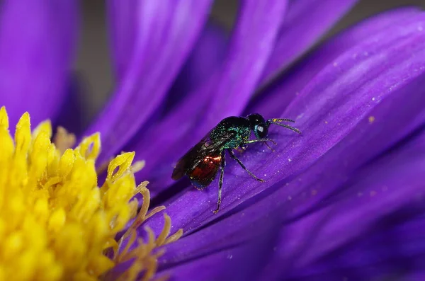 Vista Cerca Insectos Avispas Macro Disparo — Foto de Stock