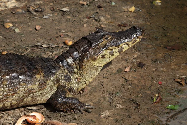 Alligator Krokodile Wildtiere Gefährliches Reptil Raubtier — Stockfoto