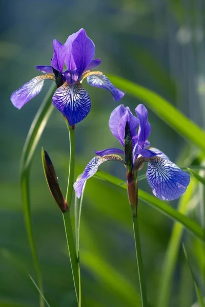 Siberische Iris Iris Sibirica — Stockfoto