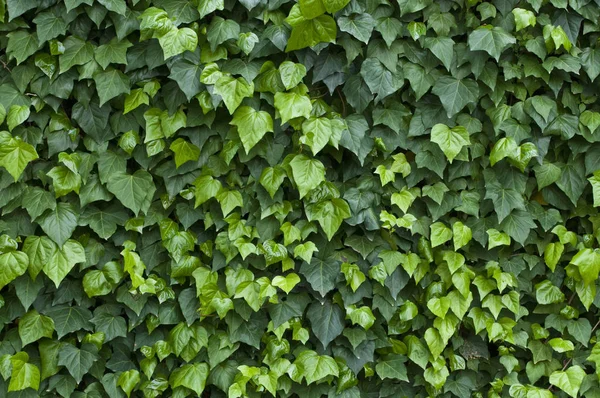 Grüne Wand Aus Efeu — Stockfoto