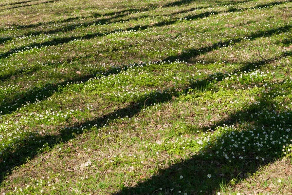 Vårglänta Med Grönt Gräs Vita Blommor Och Skuggträd — Stockfoto