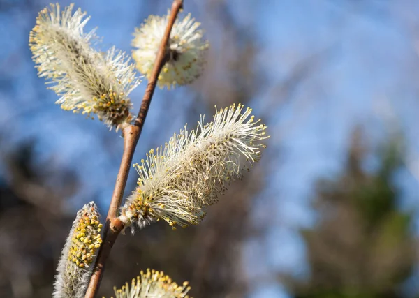 Primavera Planta Flor Fofa Salgueiros Buceta — Fotografia de Stock