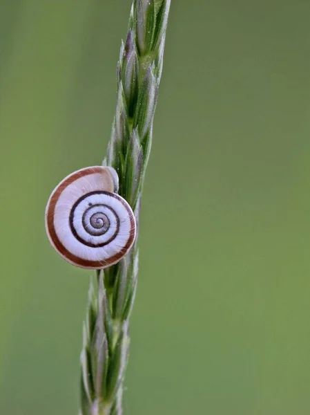 Snigel Snäcka Blötdjur — Stockfoto