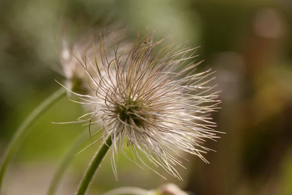 Een Pasque Regen Bloem Vervaagd Snel Hoofden Verdelen Hun Zaden — Stockfoto