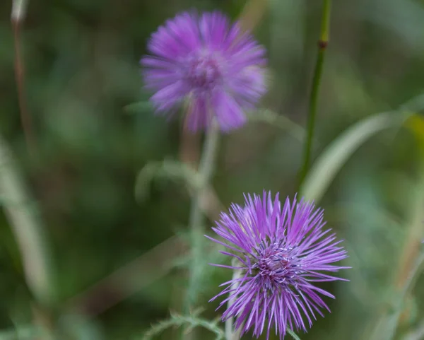 Primer Plano Una Flor Púrpura — Foto de Stock