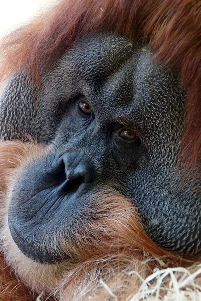 Närbild Djur Zoo — Stockfoto