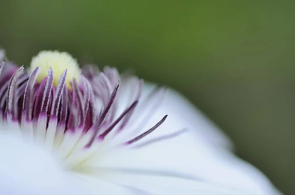 Clematis Pétalos Flores Flora —  Fotos de Stock