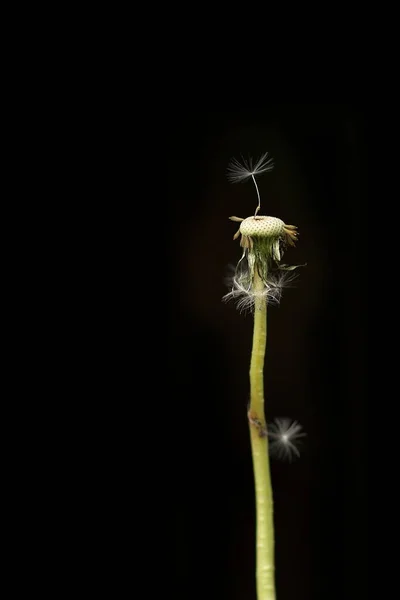 天然のタンポポの花の美しい景色 — ストック写真