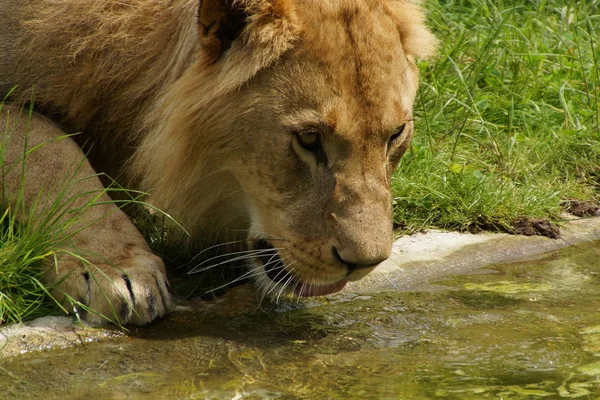 Roofdier Leeuwenkattenjager — Stockfoto