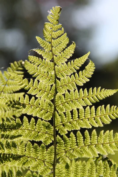 Ein Farnblatt Gegenlicht — Stockfoto