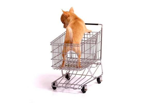 Cachorro Carrinho Compras — Fotografia de Stock