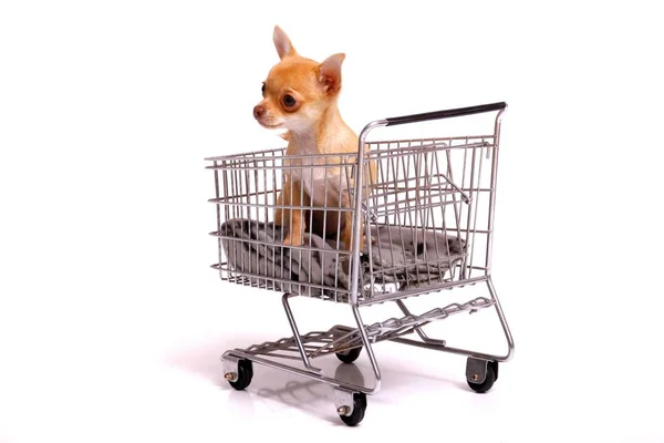 Cachorro Sentado Carrinho Compras — Fotografia de Stock