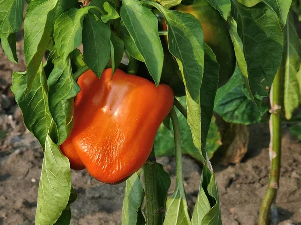 分配花园里成熟的红辣椒 — 图库照片