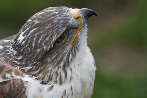 Vue Panoramique Sur Majestueux Prédateur Buzzard — Photo