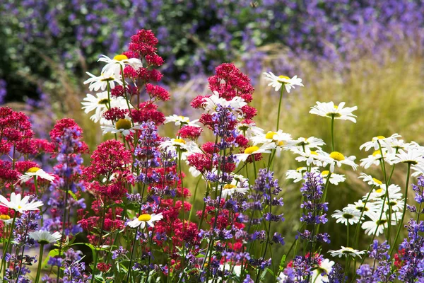 夏の牧草地や花や植物の日々 — ストック写真