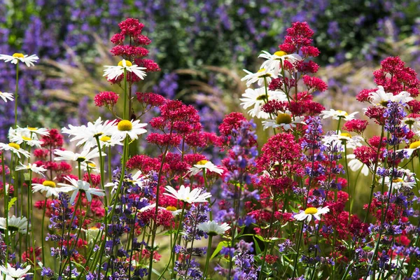 Prästkragar Äng Blommor Och Växter Sommaren — Stockfoto