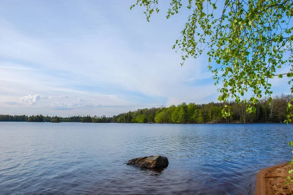 Birch Törzs Levelek Tavasszal Egy Nyugodt Erdei Svéd Tartomány Smaland — Stock Fotó