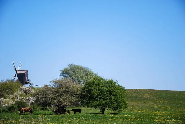 Szélmalom Legelő Tehenek Egy Vidéki Tájon Tavasszal Sziget Oland Svédországban — Stock Fotó