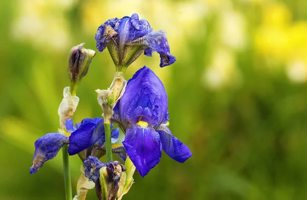 Merian Park Basel Blue Çeşidinde Irises Sergisi — Stok fotoğraf