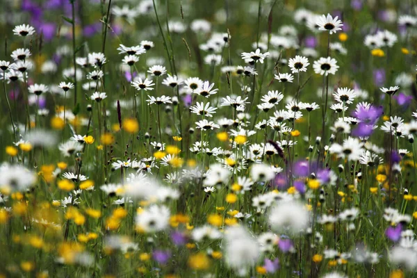 View Beautiful Green Meadow — Stock Photo, Image